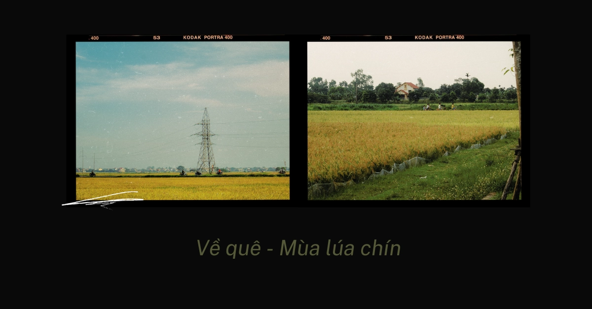[Về quê. Mùa lúa chín!]