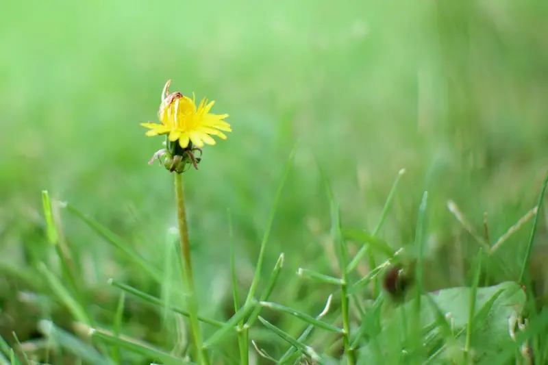 Chụp cận cảnh lens Meike 25mm