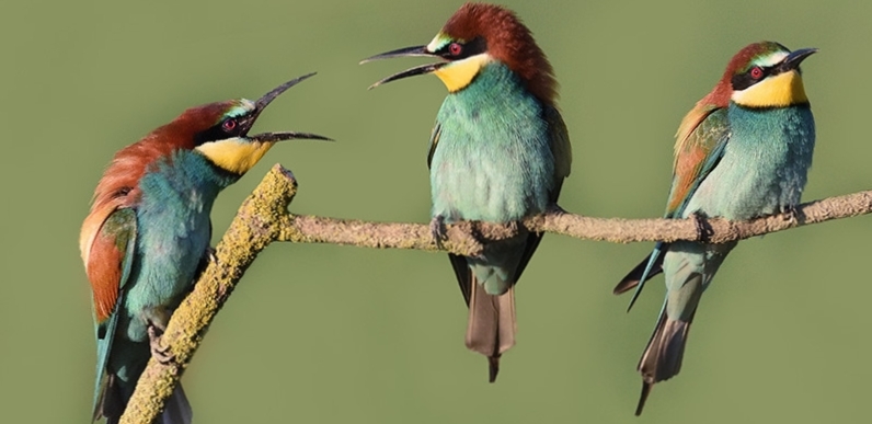 Công kích cá nhân của người Việt